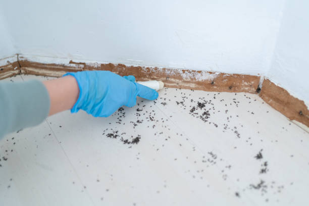 Best Spider Control Near Me  in Ballston Spa, NY